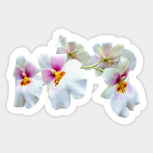 Orchid Miltoniopsis Florentine Sticker